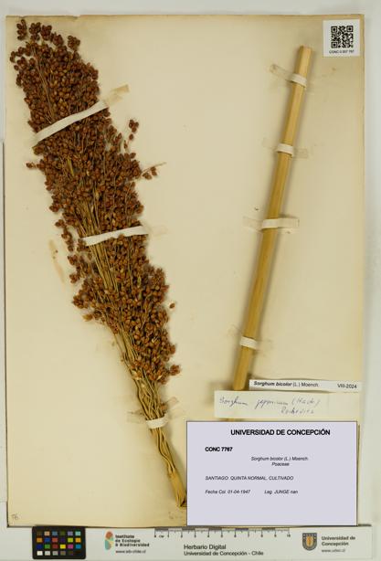 Sorghum bicolor [Espécimen: UDEC:CONC:0007767]