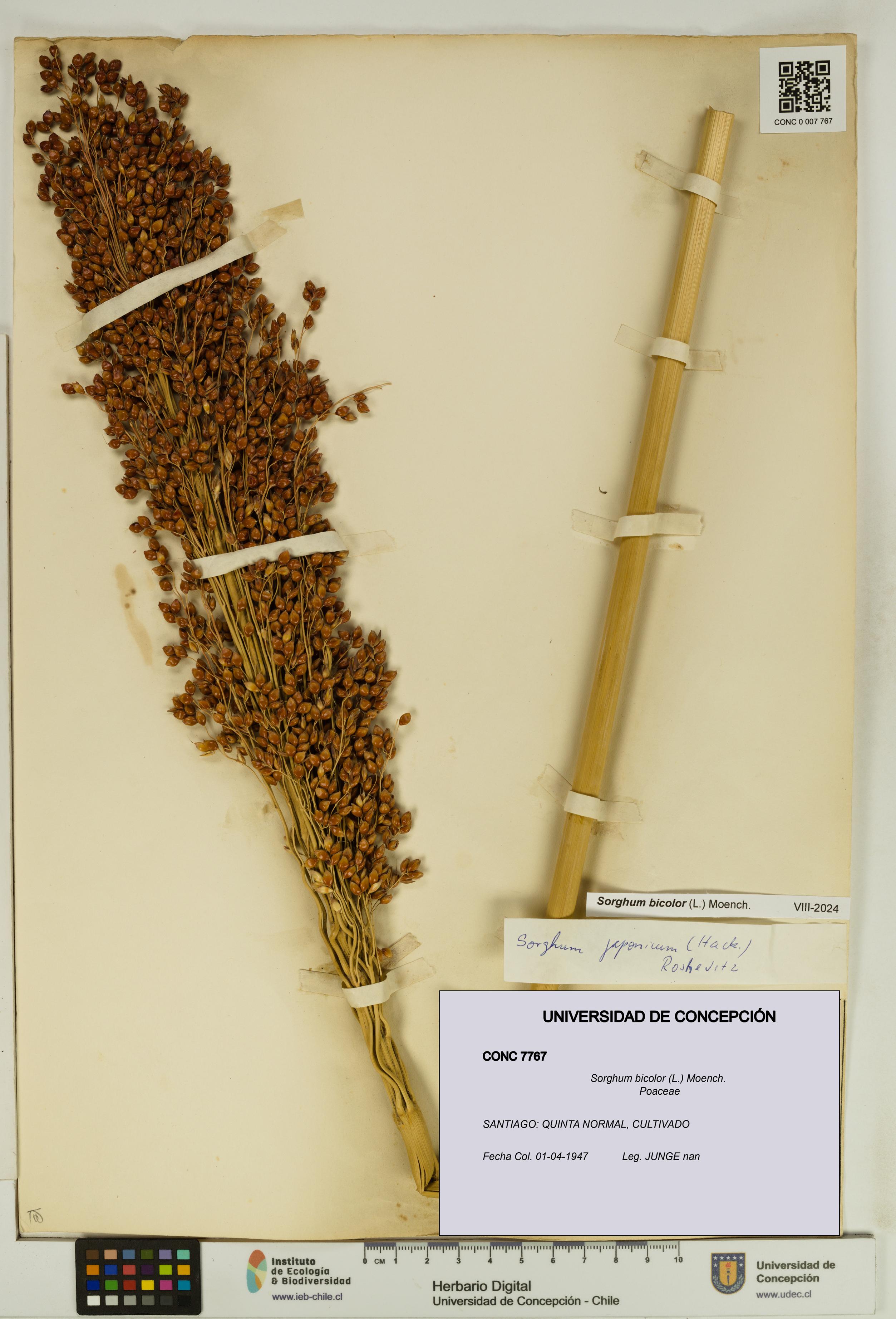 Sorghum bicolor [Espécimen: UDEC:CONC:0007767]