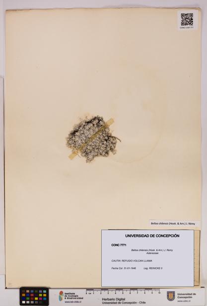 Belloa chilensis [Espécimen: UDEC:CONC:0007771]