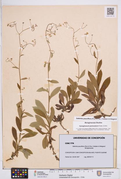 Selkirkia pauciflora [Espécimen: ]