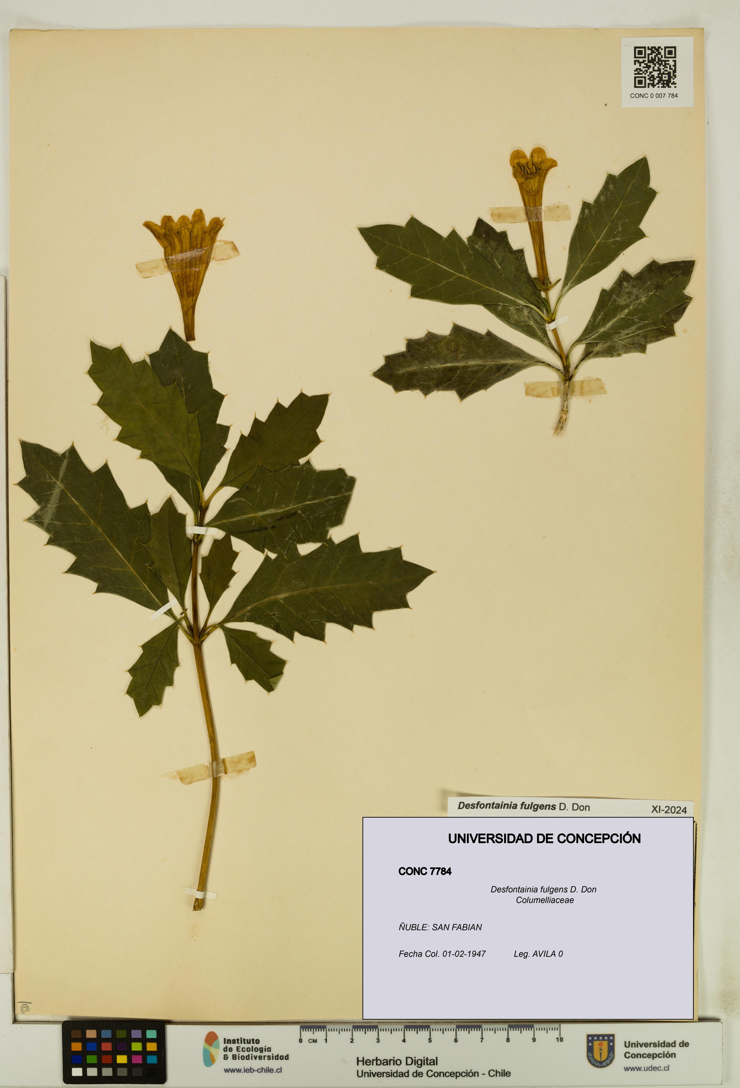 Desfontainia fulgens [Espécimen: UDEC:CONC:0007784]