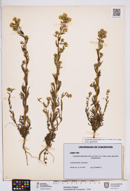 Cryptantha glomerata subsp. glomerata [Espécimen: ]