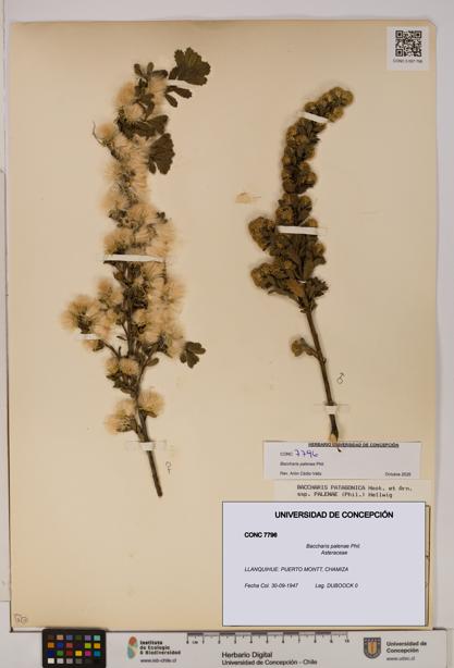 Baccharis patagonica [Espécimen: UDEC:CONC:0007796]