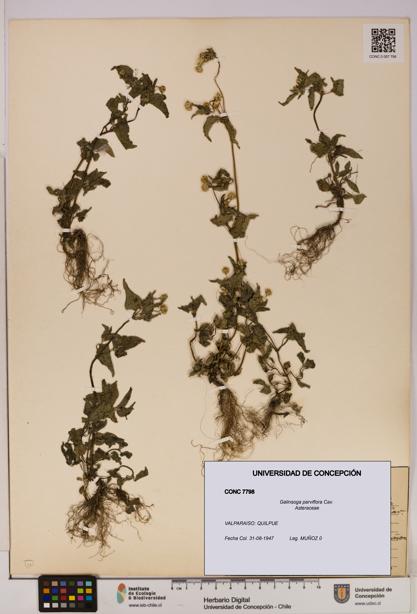 Galinsoga parviflora [Espécimen: UDEC:CONC:0007798]
