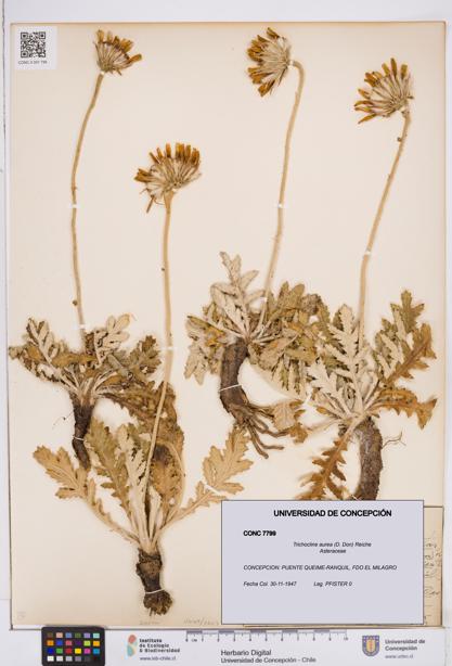 Trichocline aurea [Espécimen: ]
