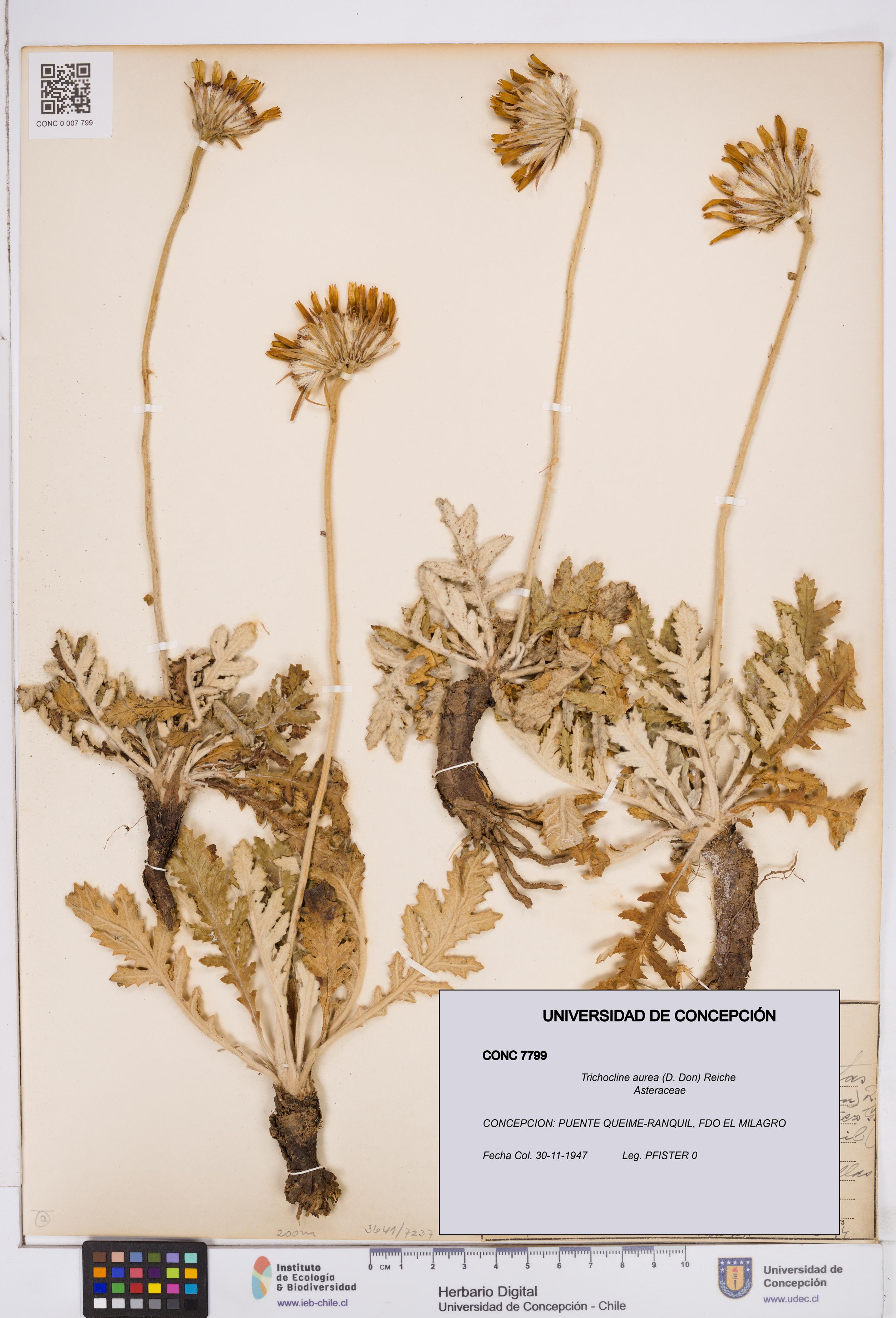 Trichocline aurea [Espécimen: ]