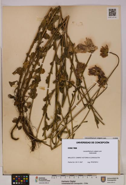 Leucanthemum vulgare [Espécimen: UDEC:CONC:0007806]