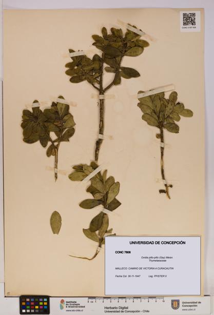 Ovidia pillo-pillo [Espécimen: UDEC:CONC:0007808]