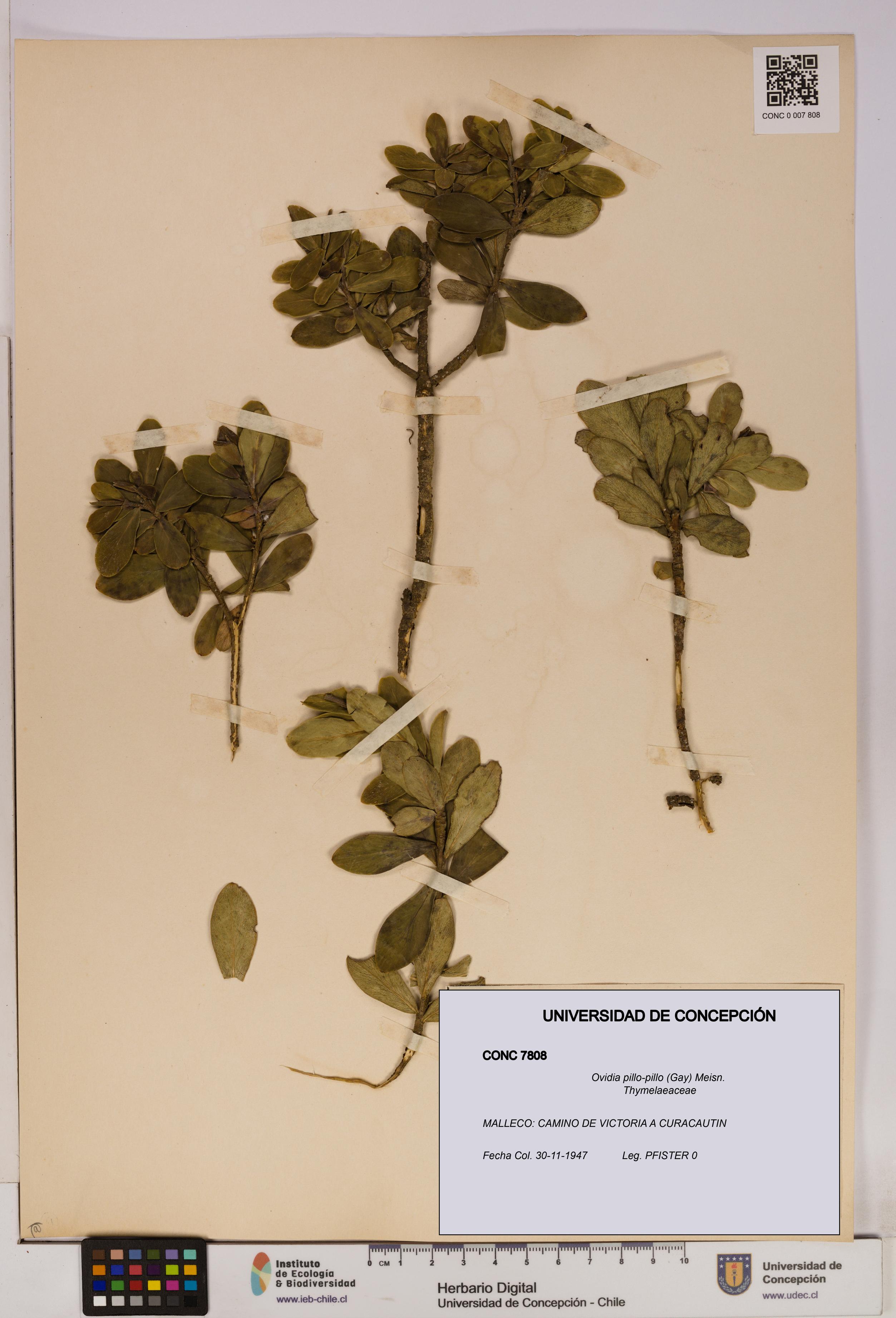 Ovidia pillo-pillo [Espécimen: UDEC:CONC:0007808]