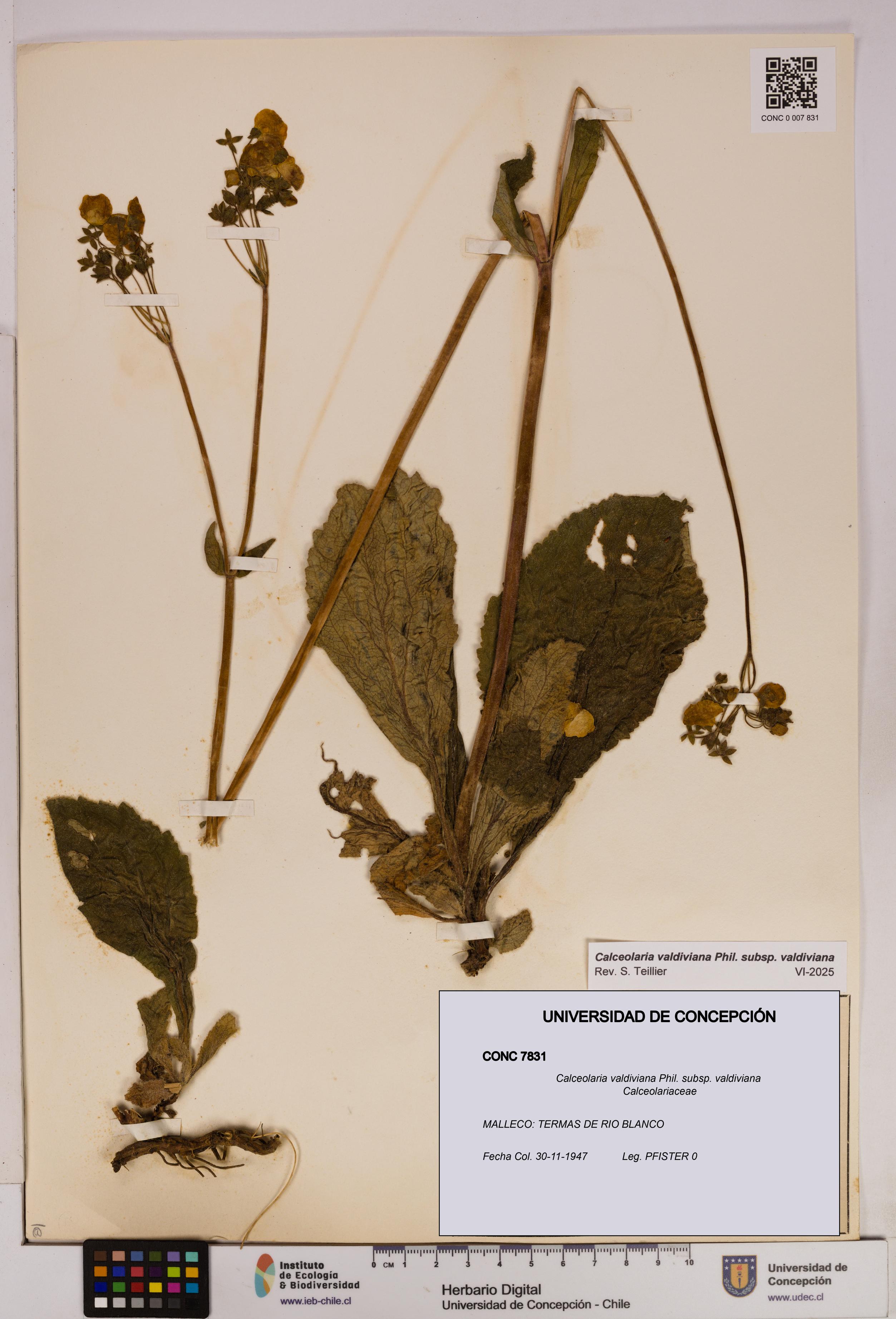 Calceolaria valdiviana subsp. valdiviana [Espécimen: UDEC:CONC:0007831]