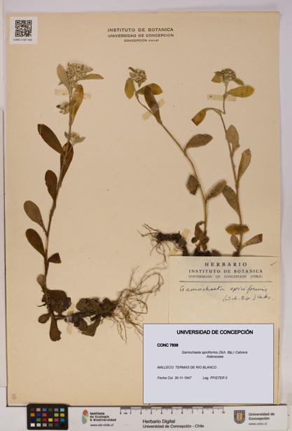 Gamochaeta spiciformis [Espécimen: UDEC:CONC:0007838]