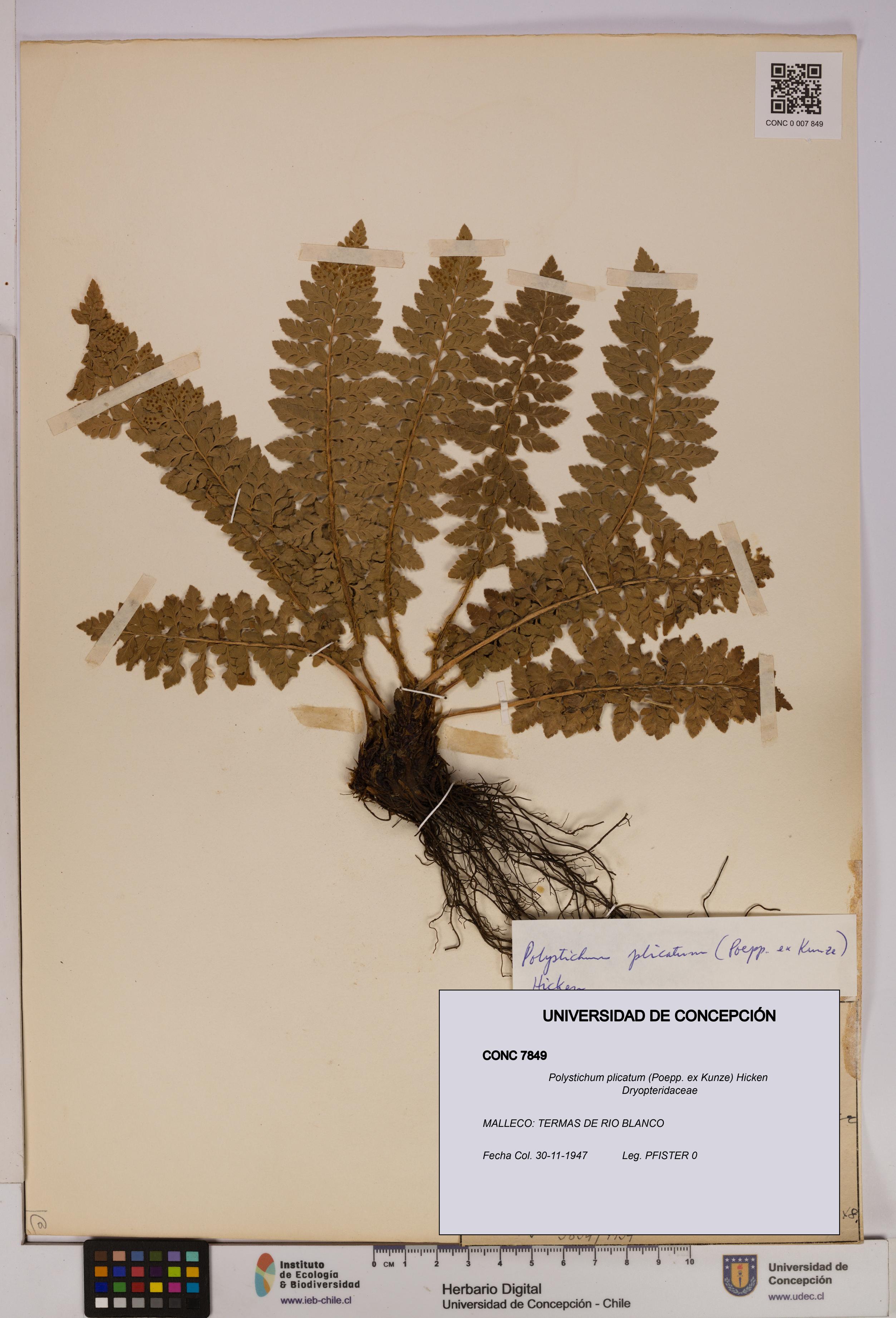 Polystichum plicatum [Espécimen: UDEC:CONC:0007849]