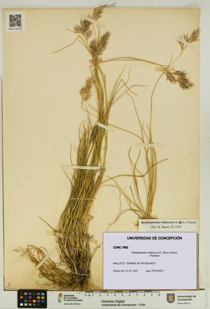 Rytidosperma violaceum [Espécimen: UDEC:CONC:0007852]