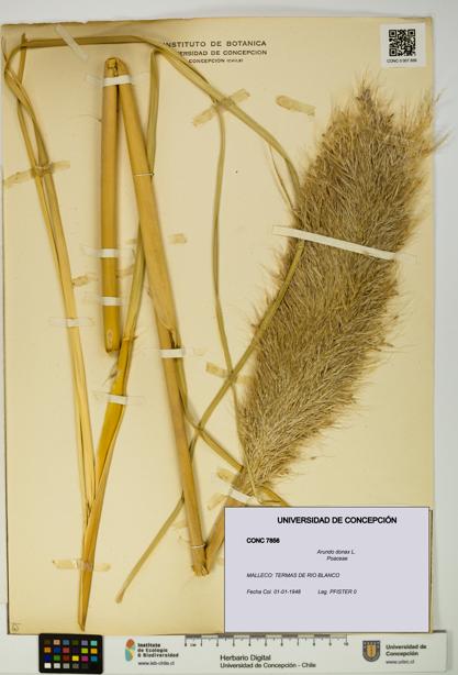 Arundo donax [Espécimen: UDEC:CONC:0007856]