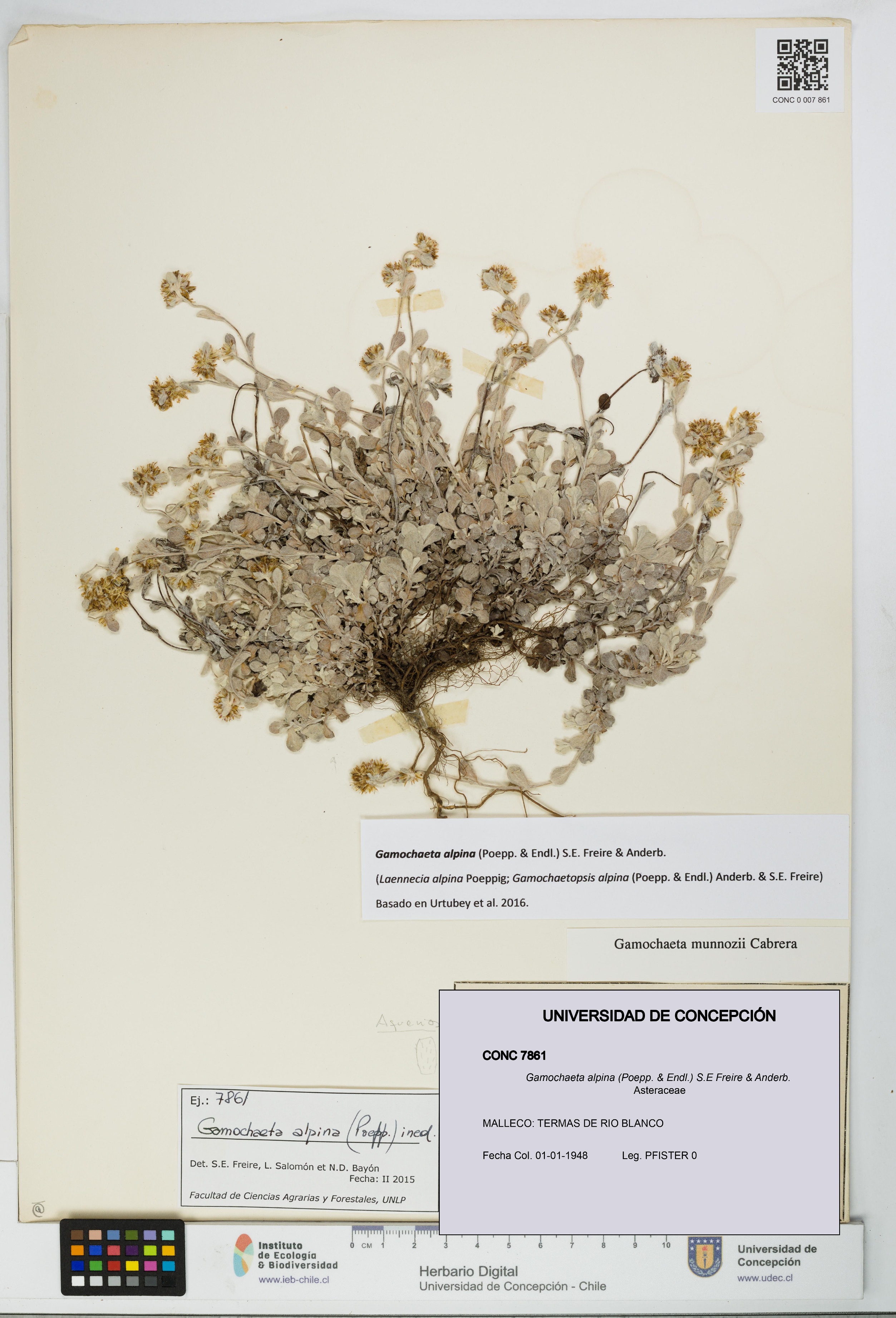 Gamochaeta alpina [Espécimen: UDEC:CONC:0007861]