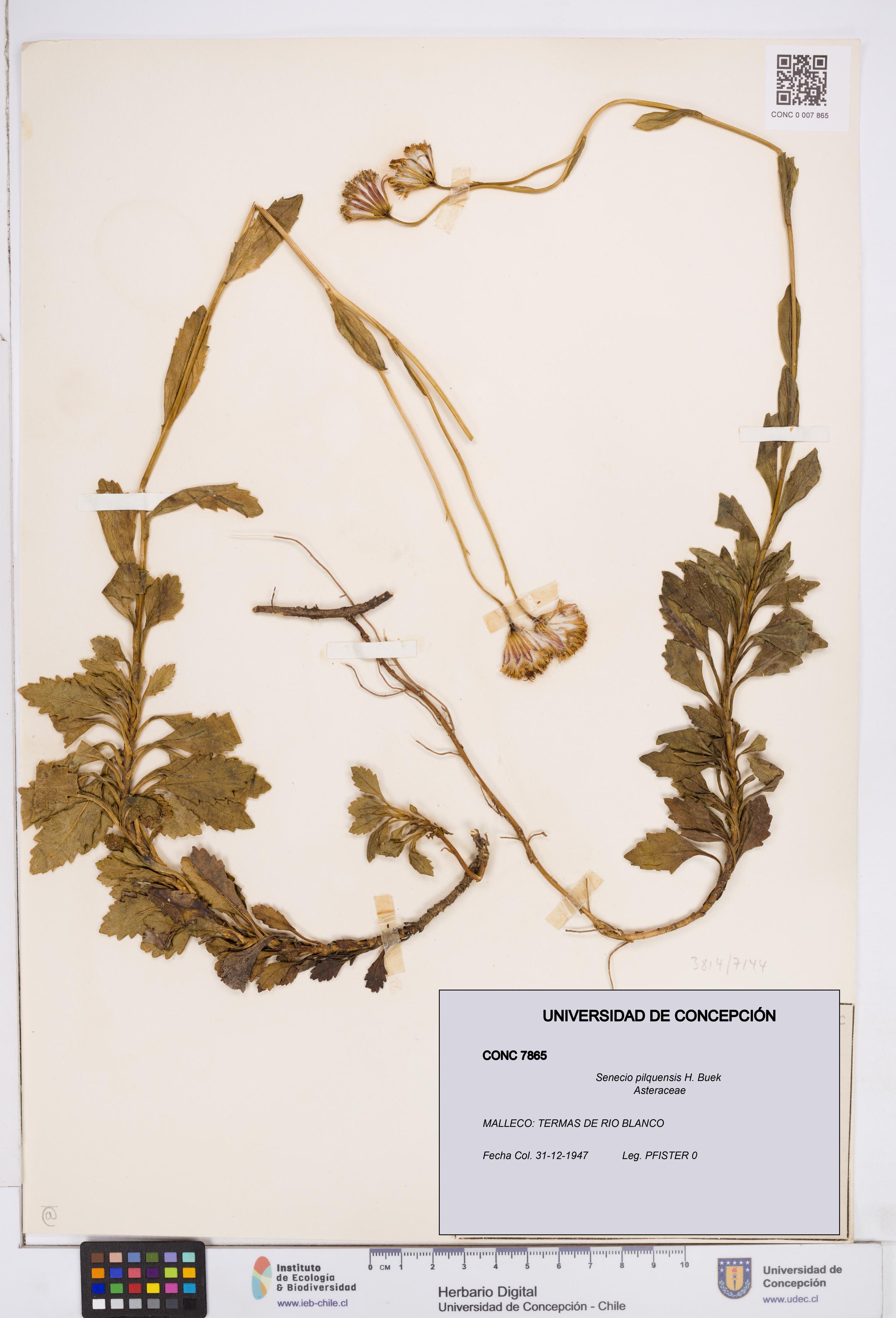 Senecio pilquensis [Espécimen: ]