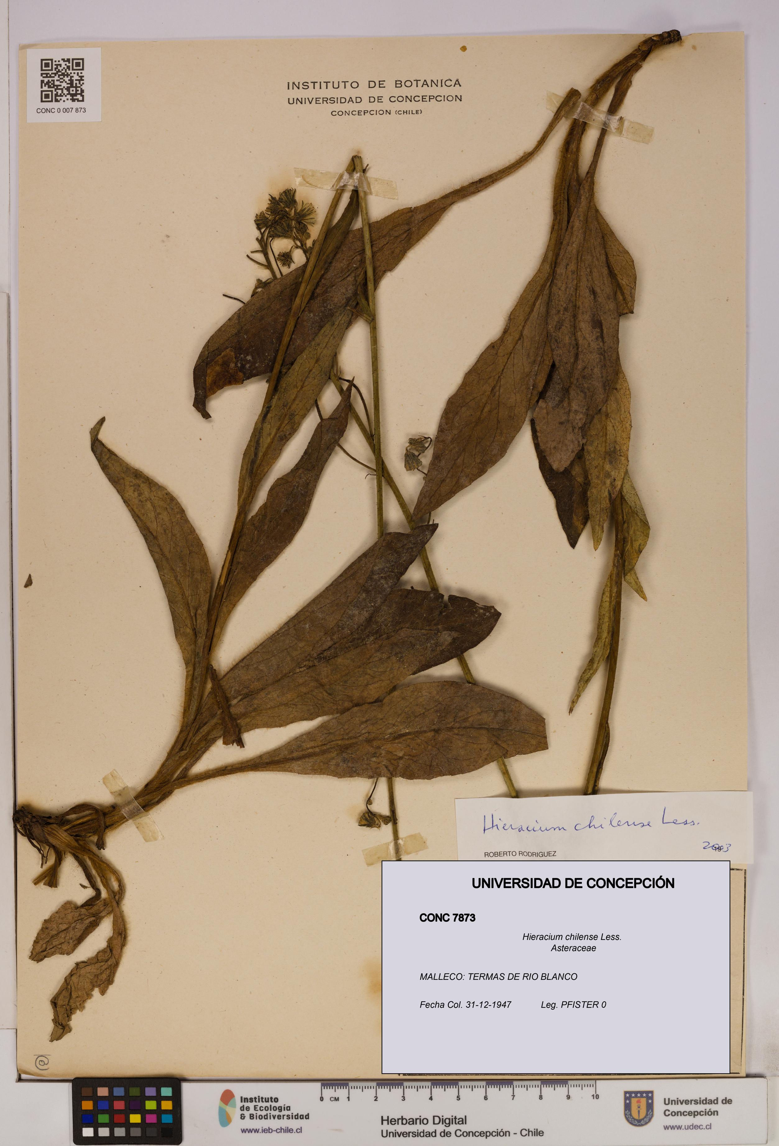 Hieracium chilense [Espécimen: UDEC:CONC:0007873]