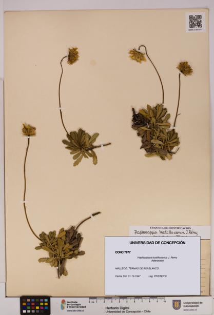 Haplopappus bustillosianus [Espécimen: UDEC:CONC:0007877]
