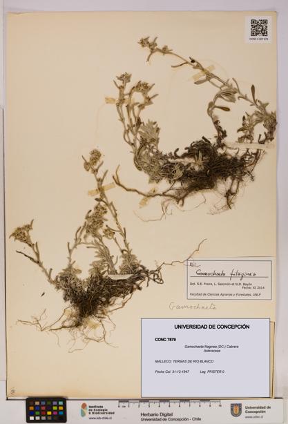 Gamochaeta filaginea [Espécimen: UDEC:CONC:0007879]