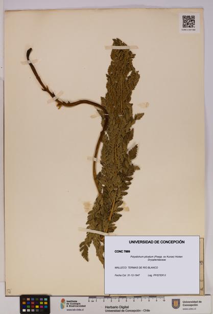 Polystichum plicatum [Espécimen: UDEC:CONC:0007889]