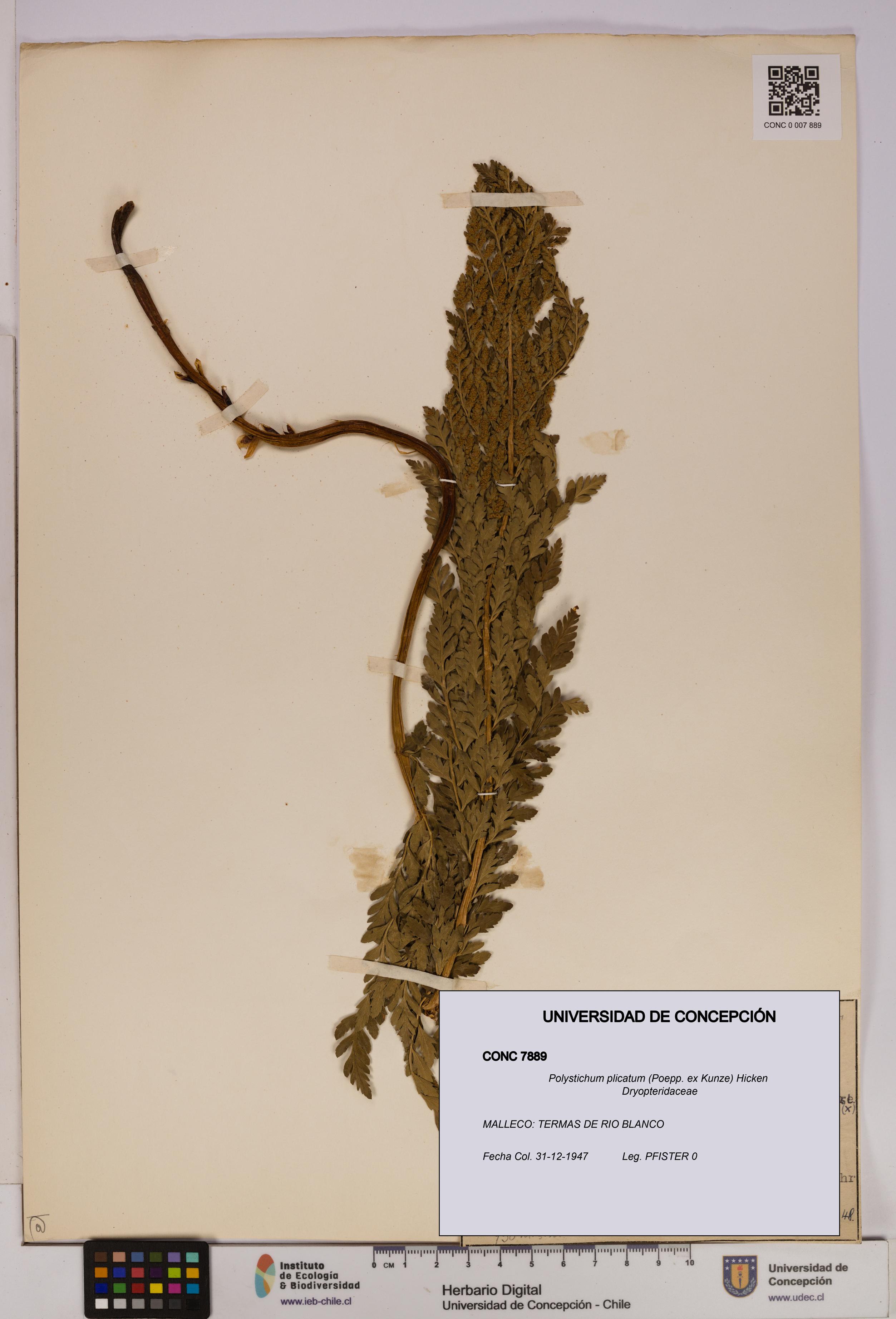 Polystichum plicatum [Espécimen: UDEC:CONC:0007889]
