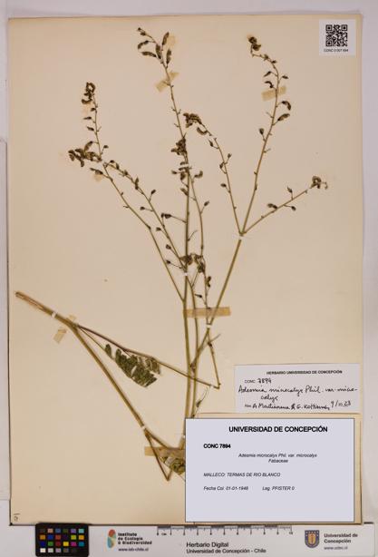 Adesmia microcalyx var. microcalyx [Espécimen: UDEC:CONC:0007894]