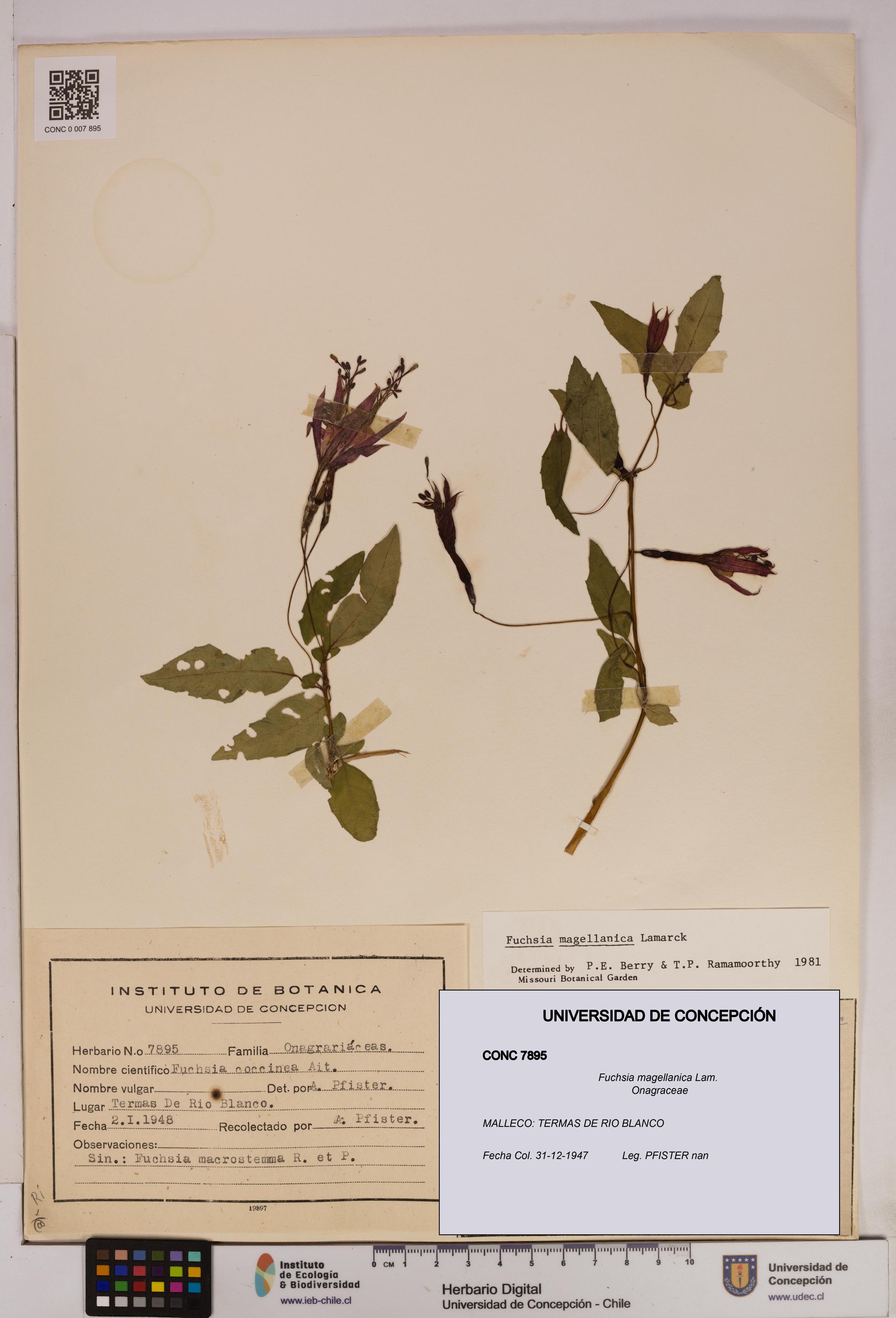 Fuchsia magellanica [Espécimen: UDEC:CONC:0007895]