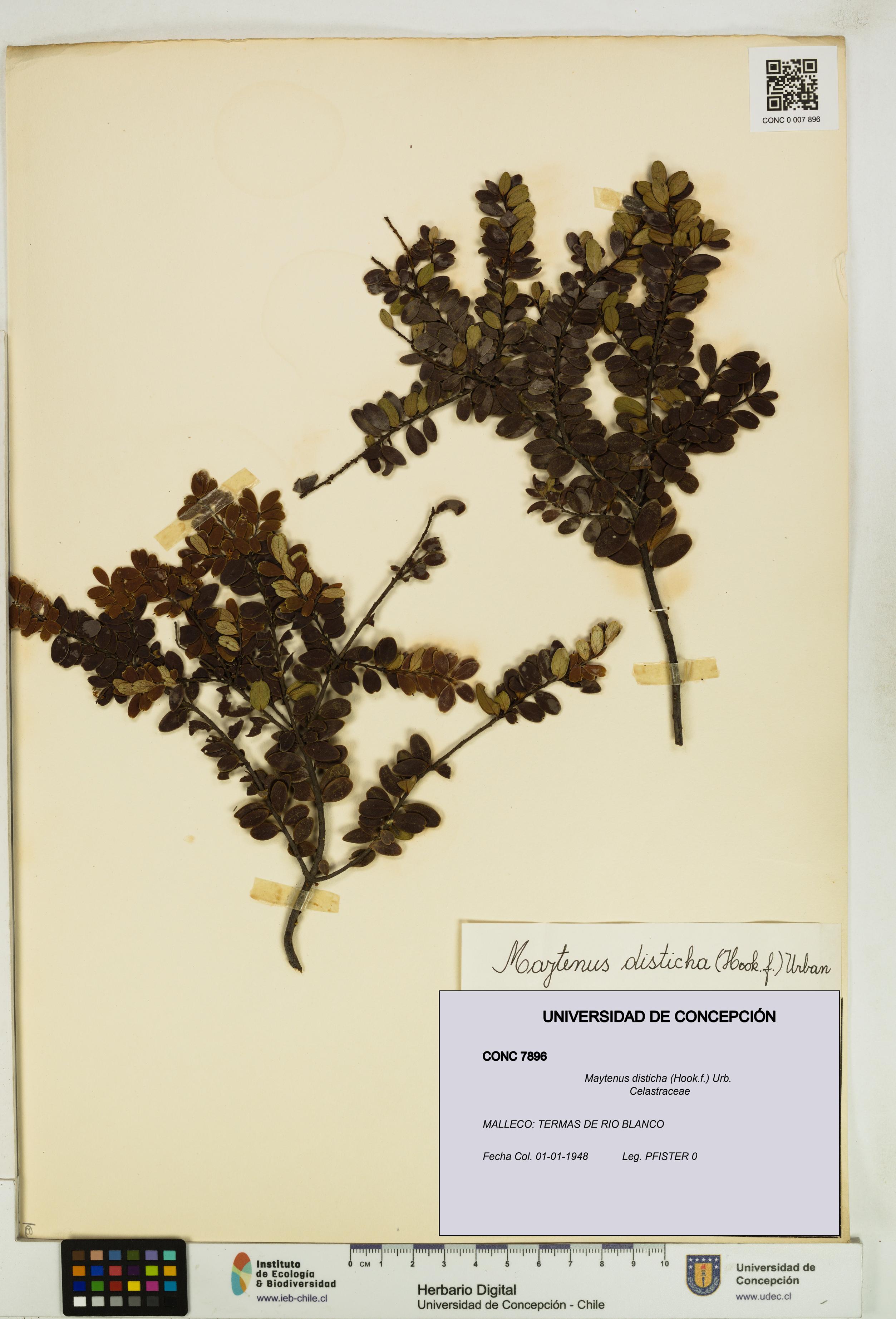 Maytenus disticha [Espécimen: UDEC:CONC:0007896]
