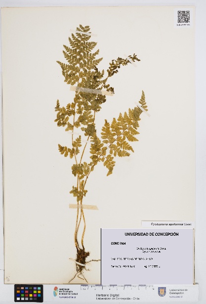 Cystopteris apiiformis [Espécimen: UDEC:CONC:0007904]