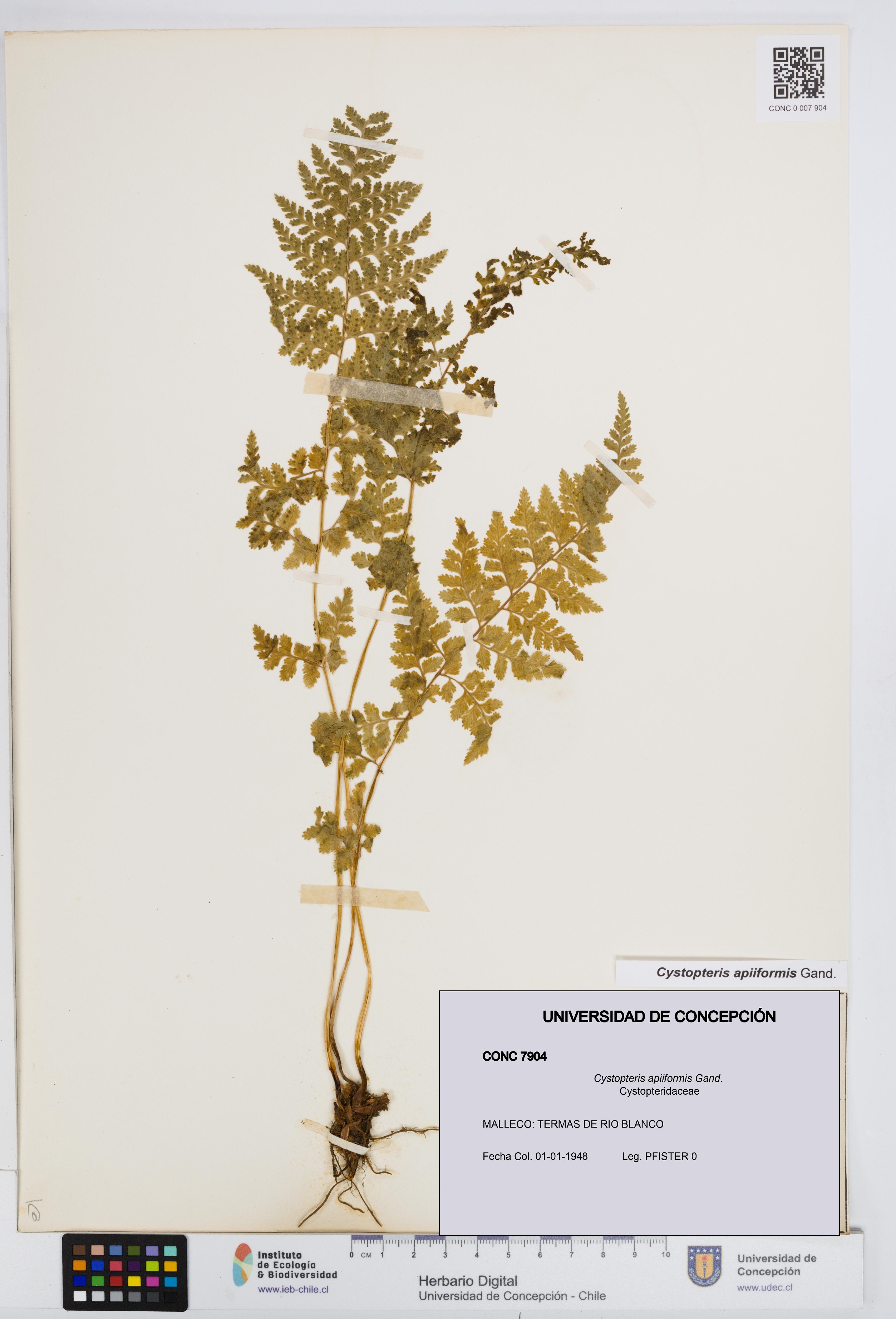 Cystopteris apiiformis [Espécimen: UDEC:CONC:0007904]