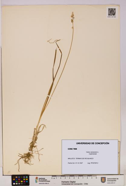 Carex canescens [Espécimen: UDEC:CONC:0007906]