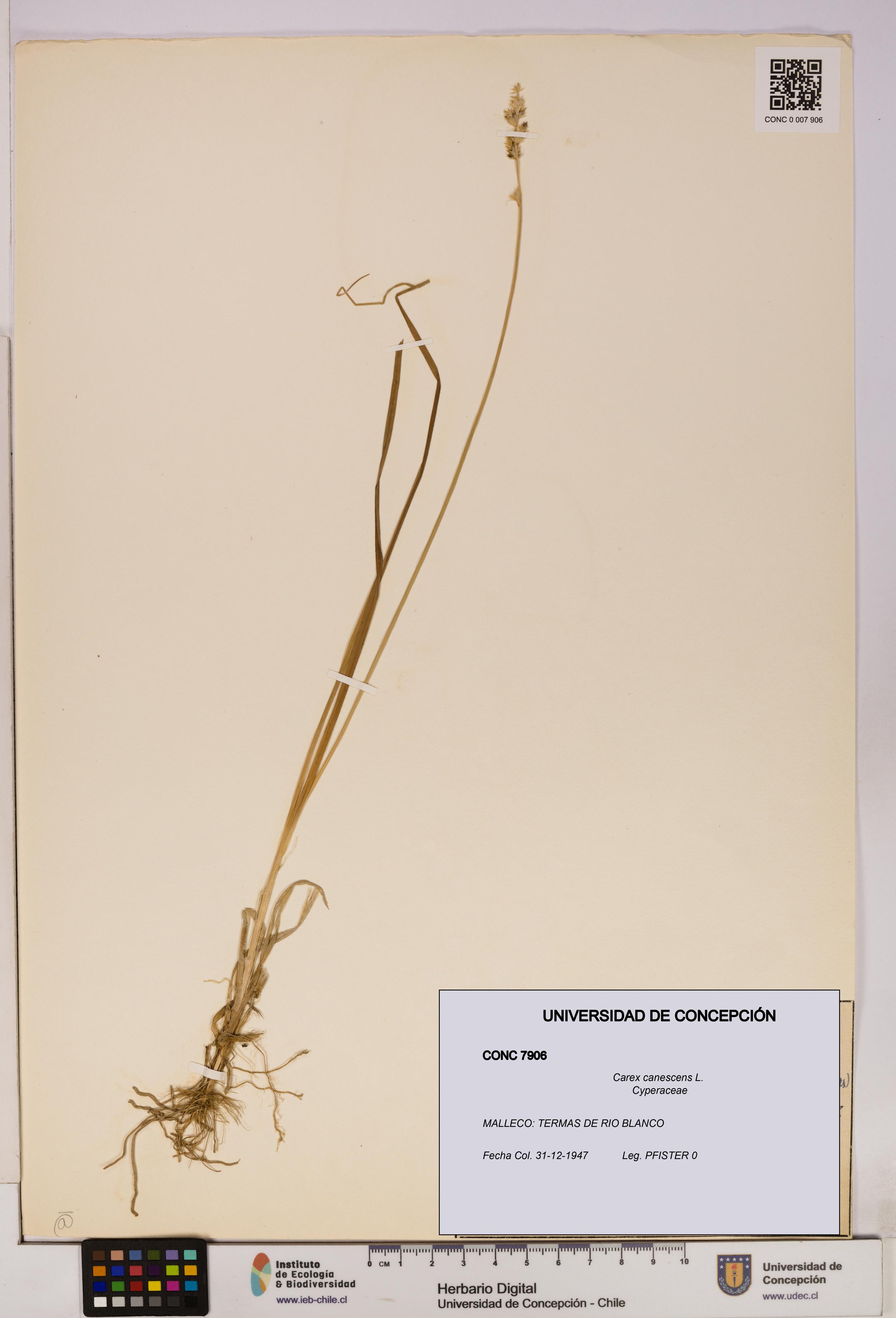 Carex canescens [Espécimen: UDEC:CONC:0007906]