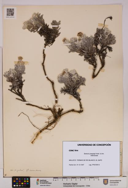 Senecio poeppigii [Espécimen: UDEC:CONC:0007914]