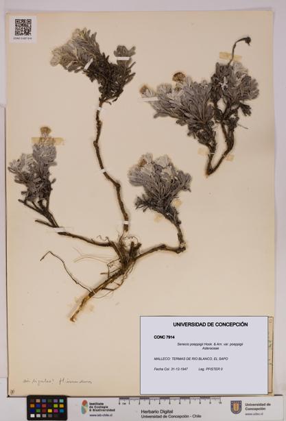 Senecio poeppigii var. poeppigii [Espécimen: ]