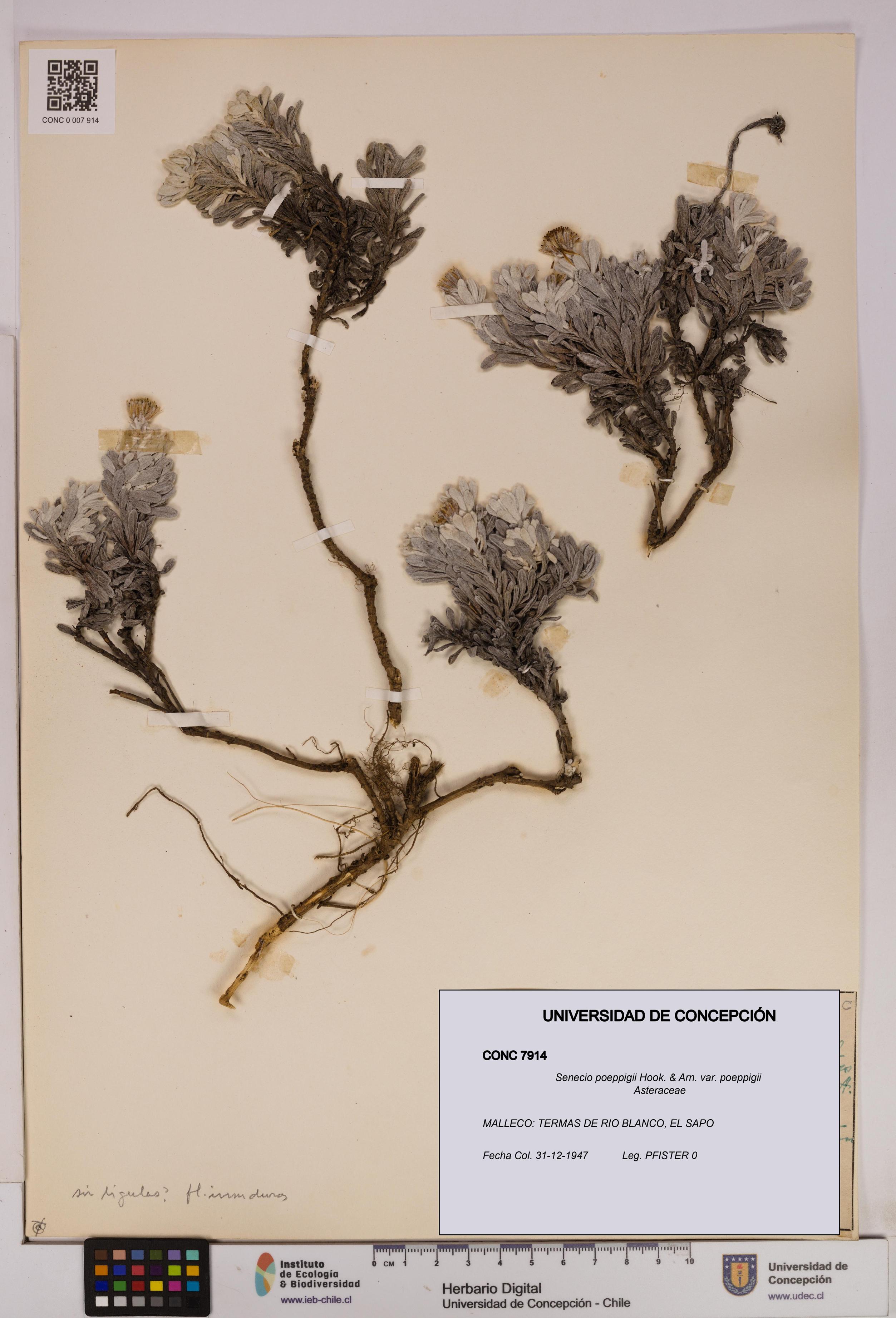 Senecio poeppigii var. poeppigii [Espécimen: ]