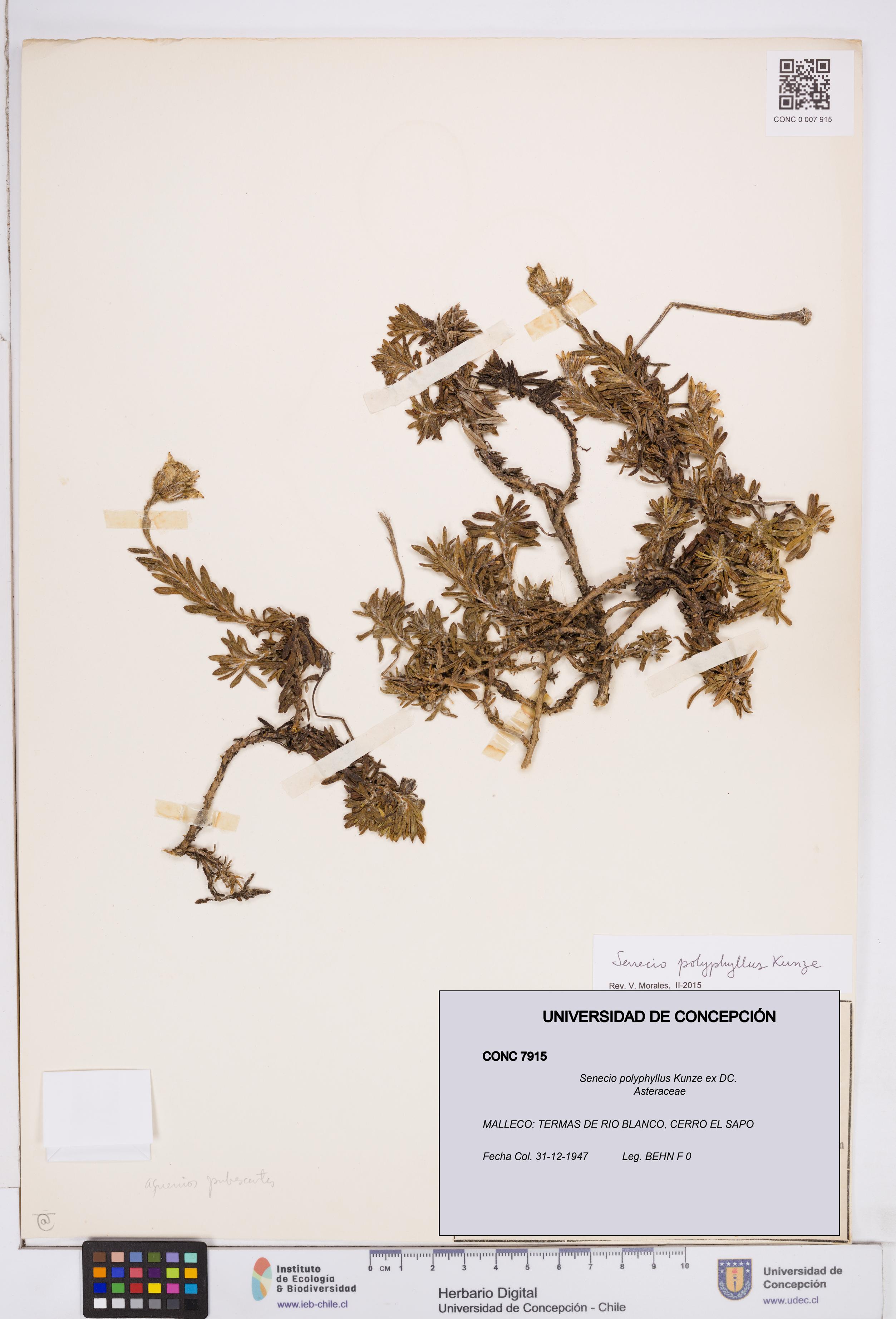 Senecio polyphyllus [Espécimen: ]