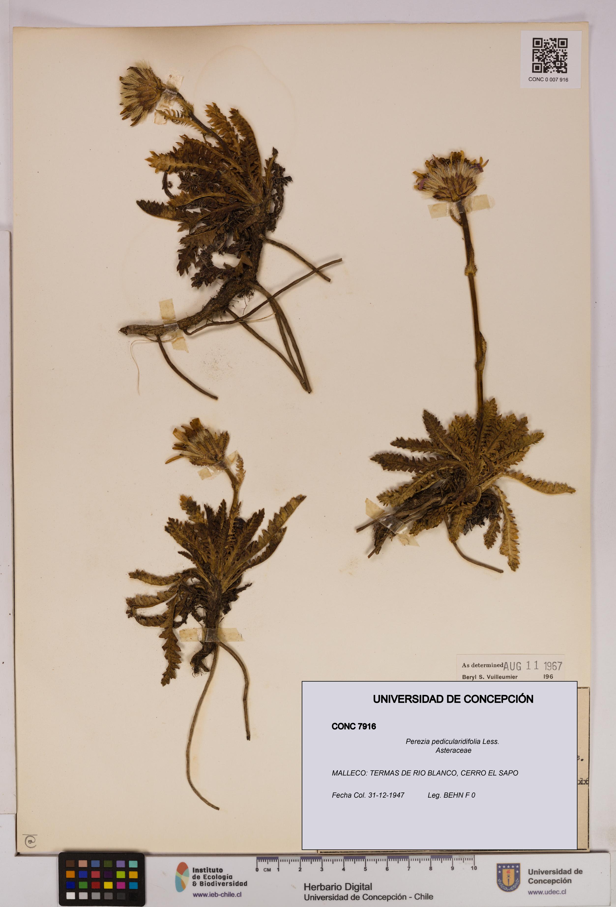 Perezia pedicularidifolia [Espécimen: UDEC:CONC:0007916]