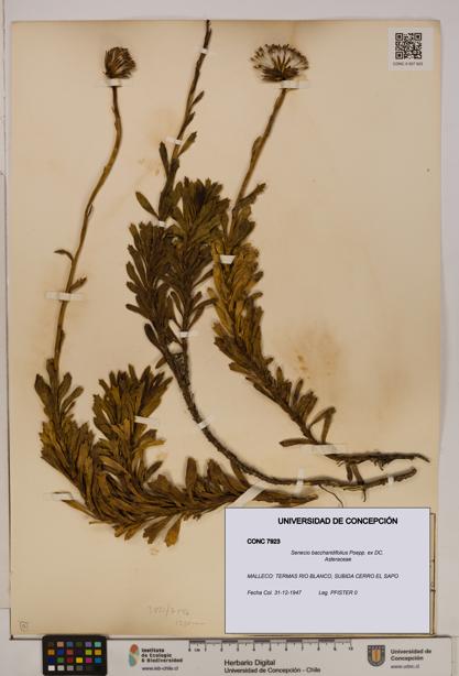 Senecio baccharidifolius [Espécimen: UDEC:CONC:0007923]