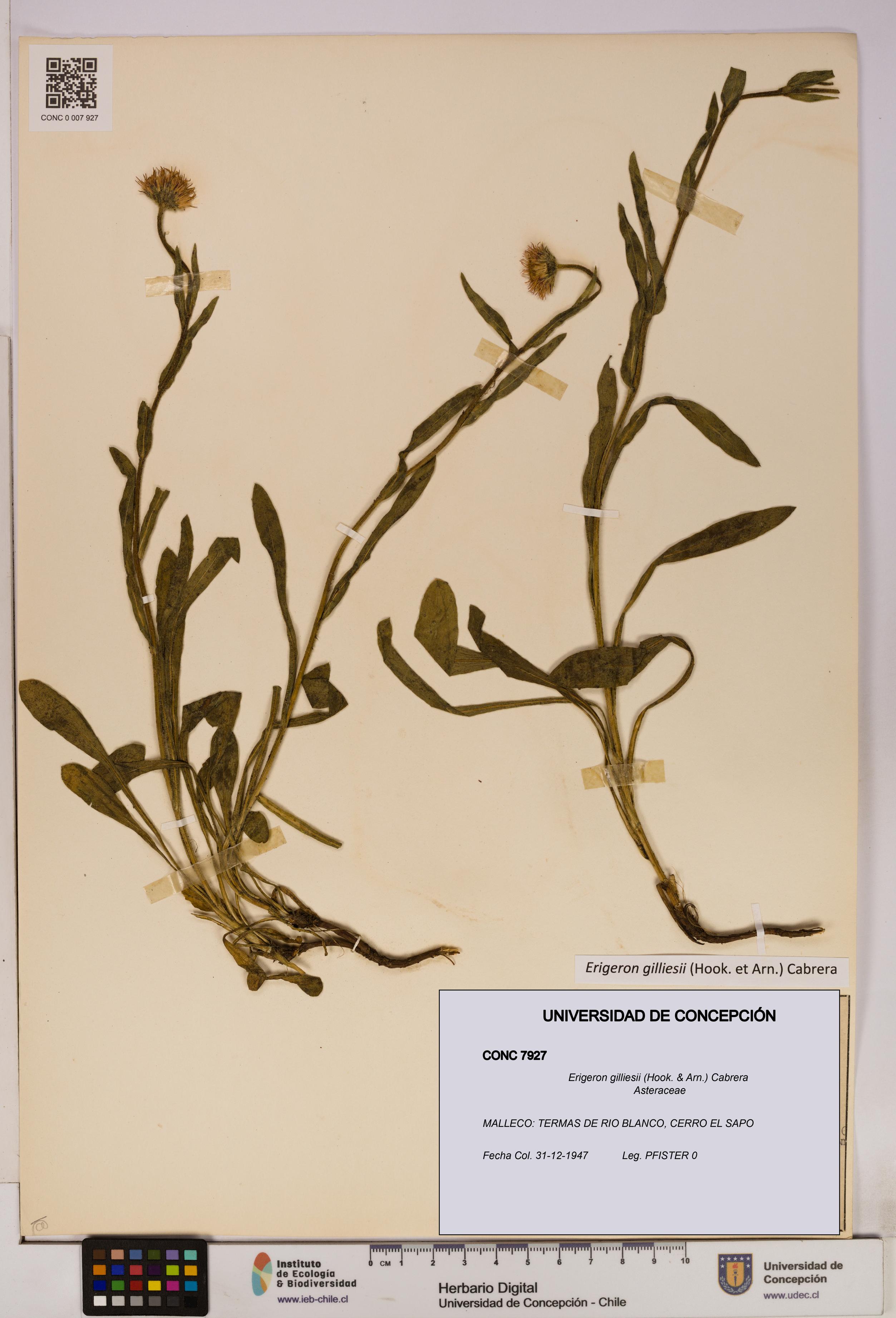 Erigeron gilliesii [Espécimen: UDEC:CONC:0007927]