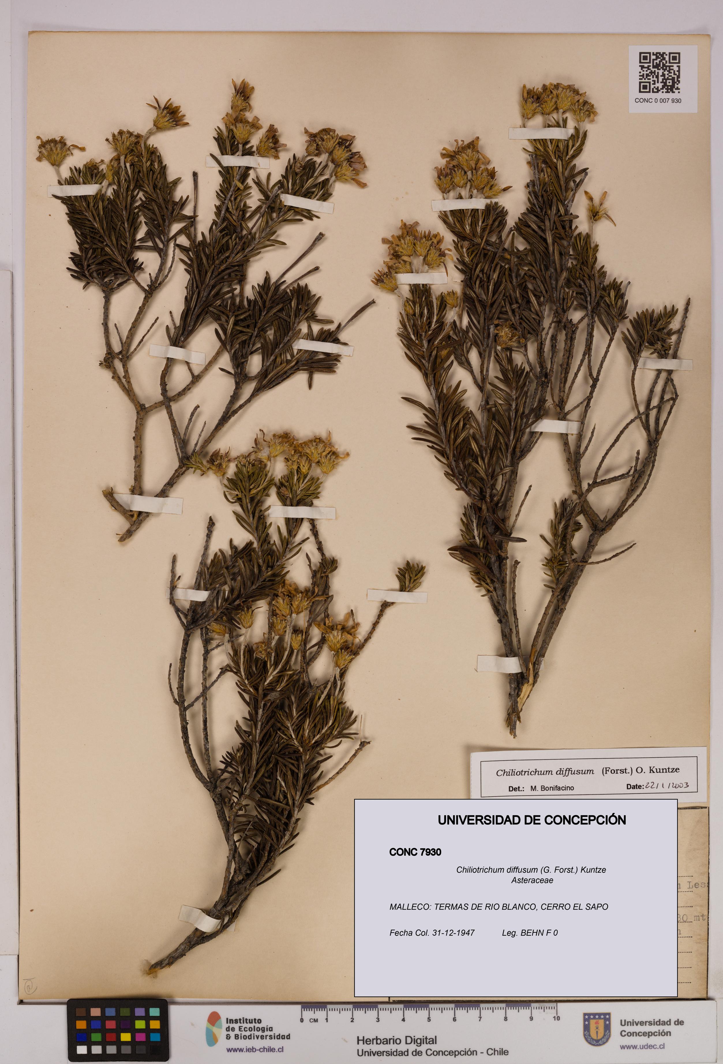 Chiliotrichum diffusum [Espécimen: UDEC:CONC:0007930]