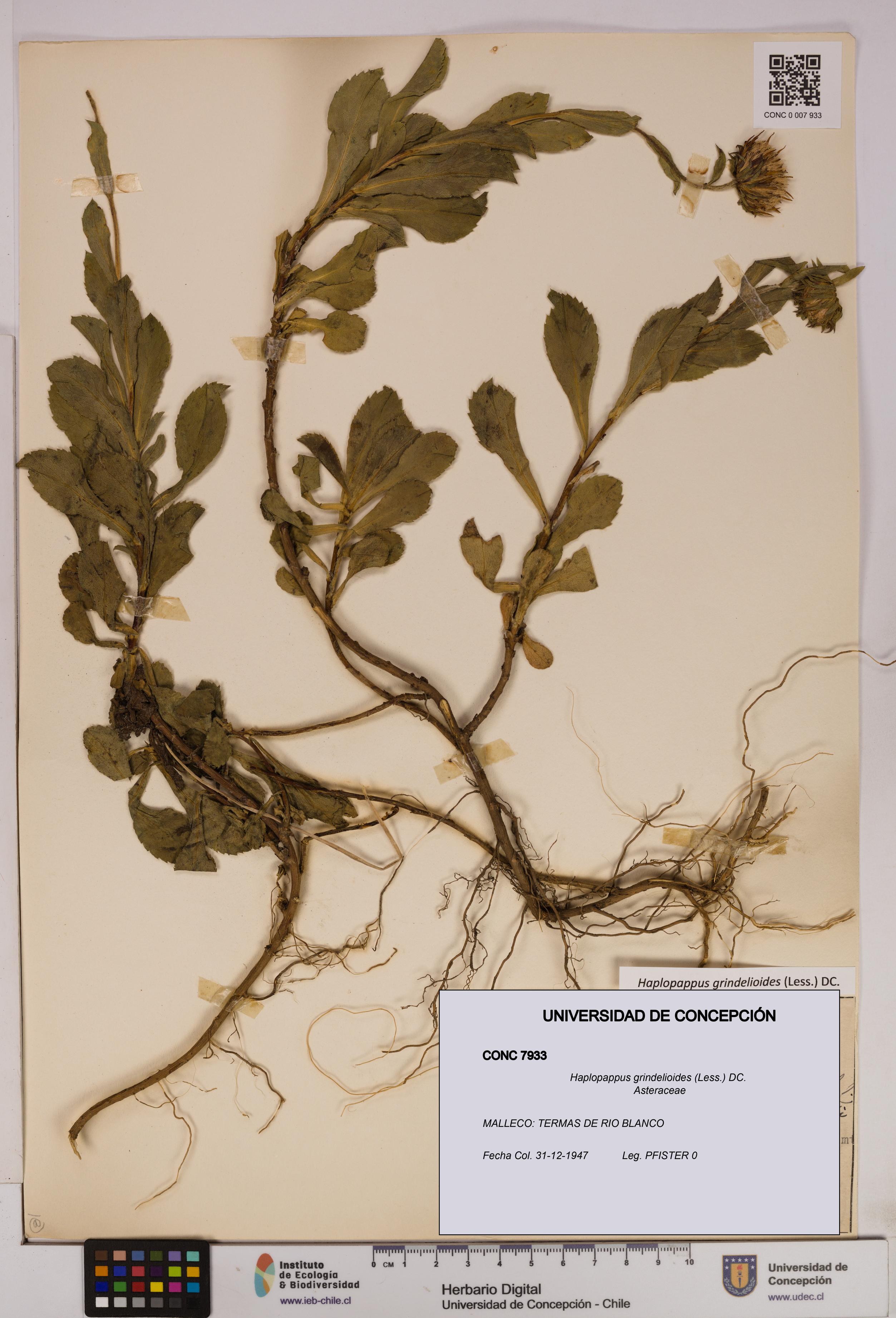 Haplopappus grindelioides [Espécimen: UDEC:CONC:0007933]