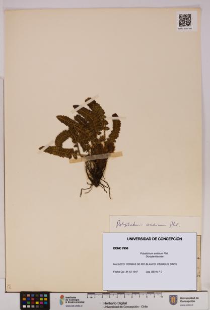 Polystichum andinum [Espécimen: UDEC:CONC:0007936]