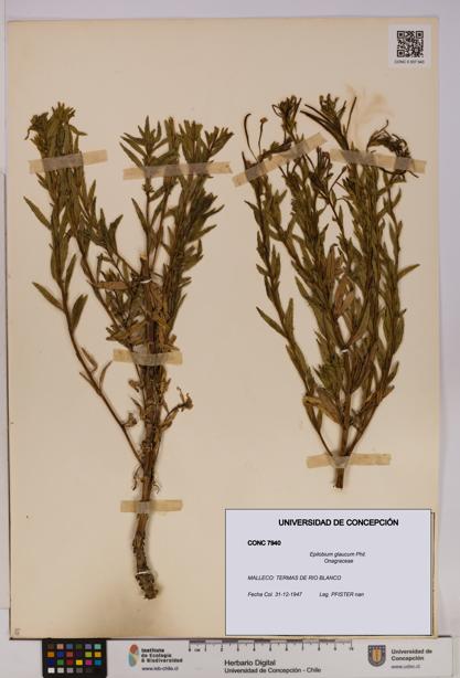 Epilobium glaucum [Espécimen: UDEC:CONC:0007940]