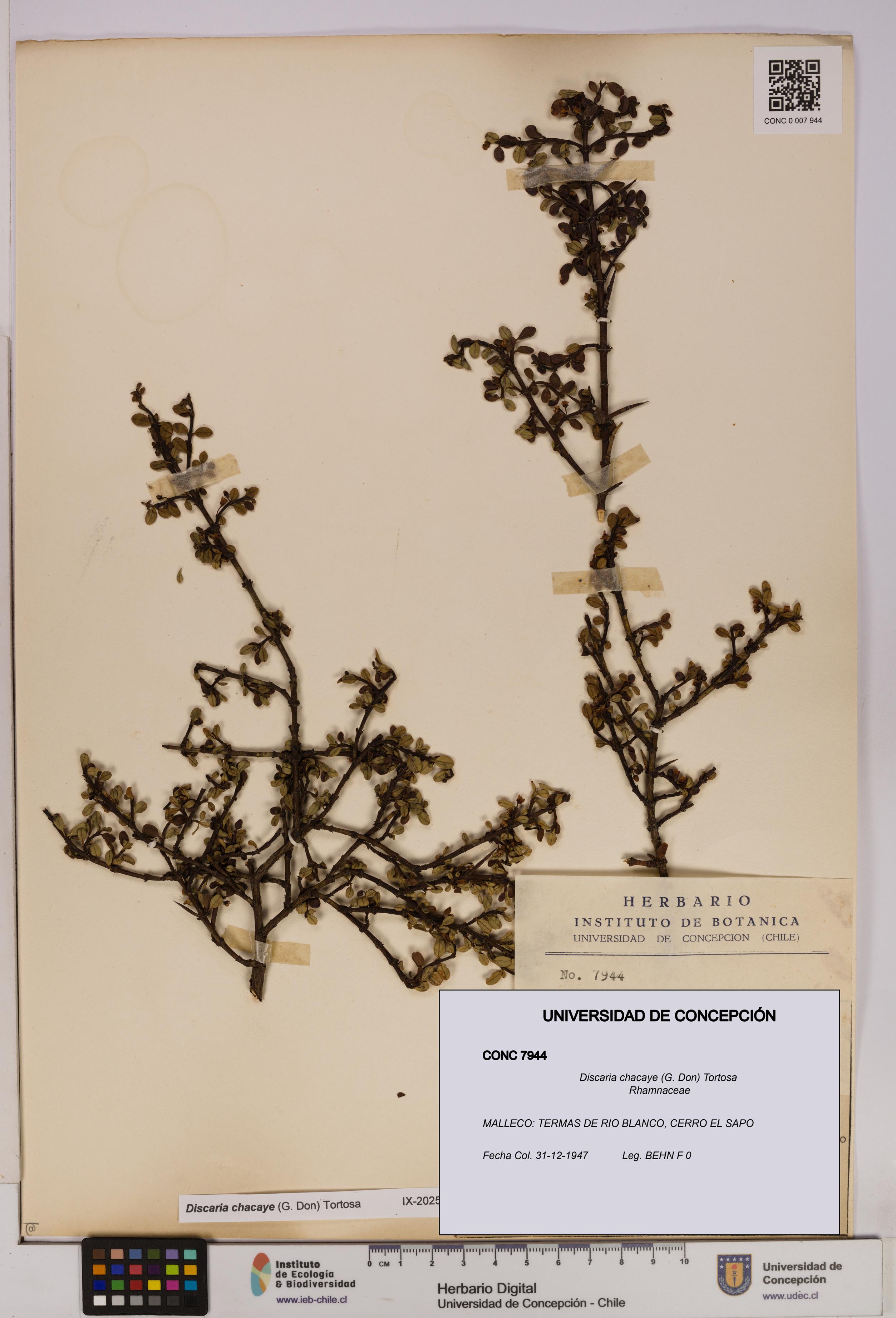 Discaria chacaye [Espécimen: UDEC:CONC:0007944]