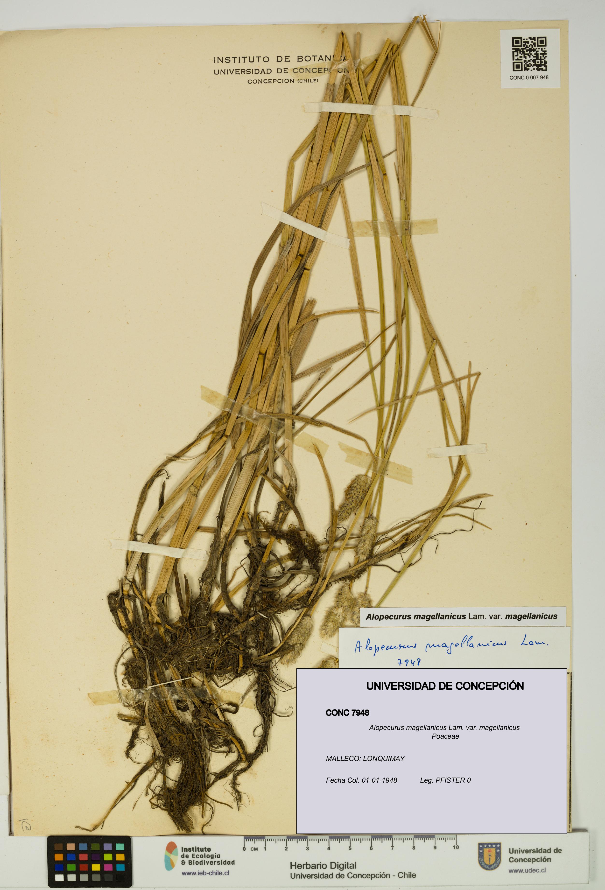 Alopecurus magellanicus var. magellanicus [Espécimen: UDEC:CONC:0007948]