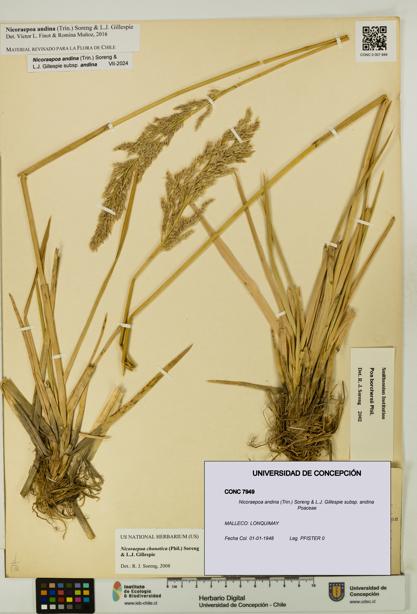 Nicoraepoa andina subsp. andina [Espécimen: UDEC:CONC:0007949]