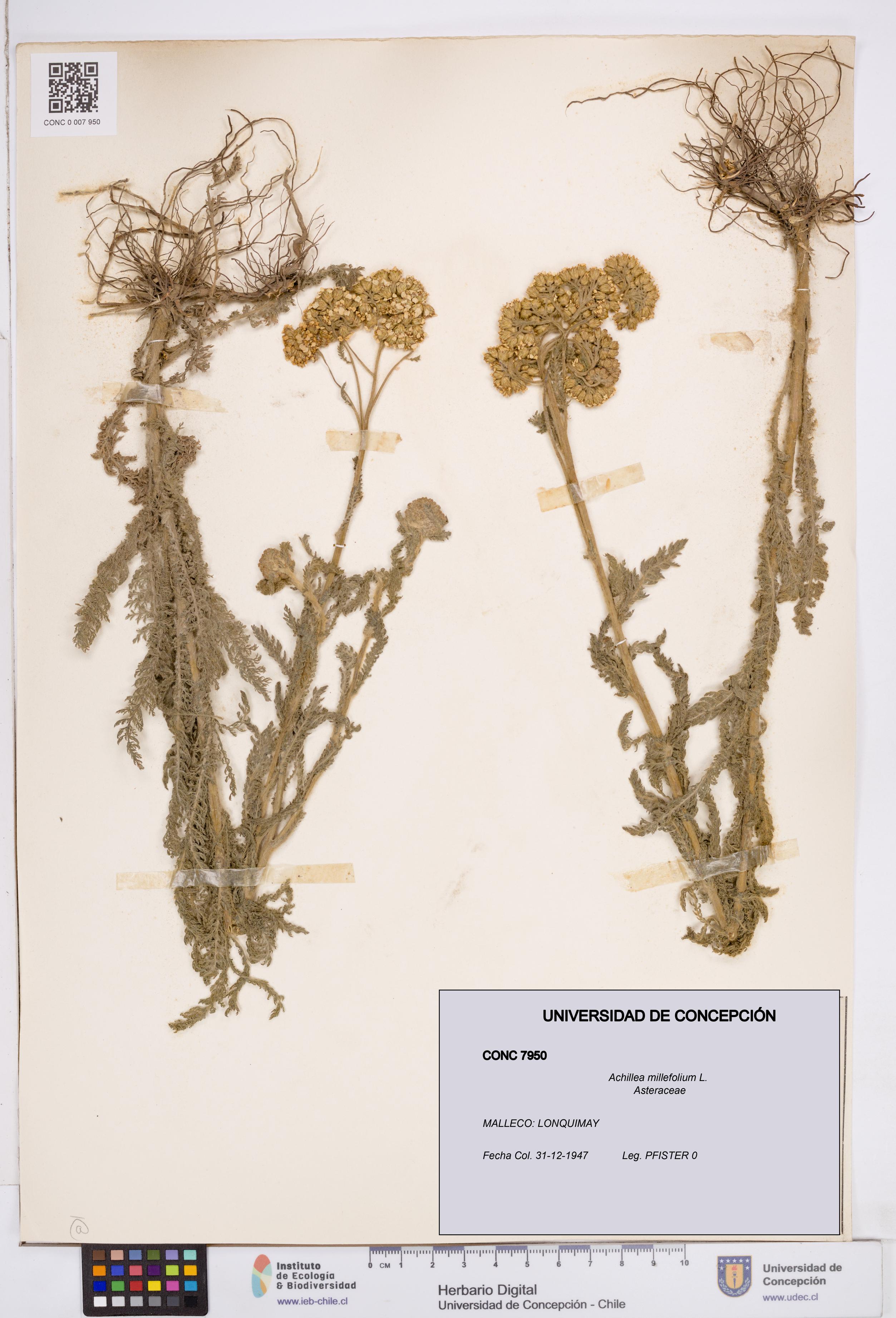 Achillea millefolium [Espécimen: ]
