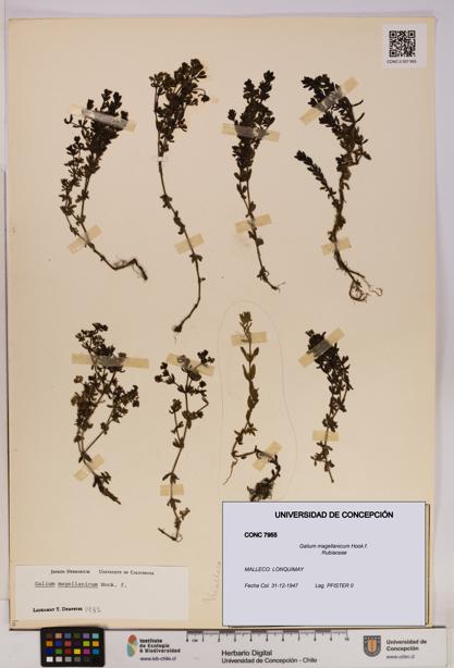 Galium magellanicum [Espécimen: UDEC:CONC:0007955]
