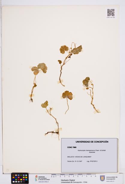 Hydrocotyle chamaemorus [Espécimen: ]