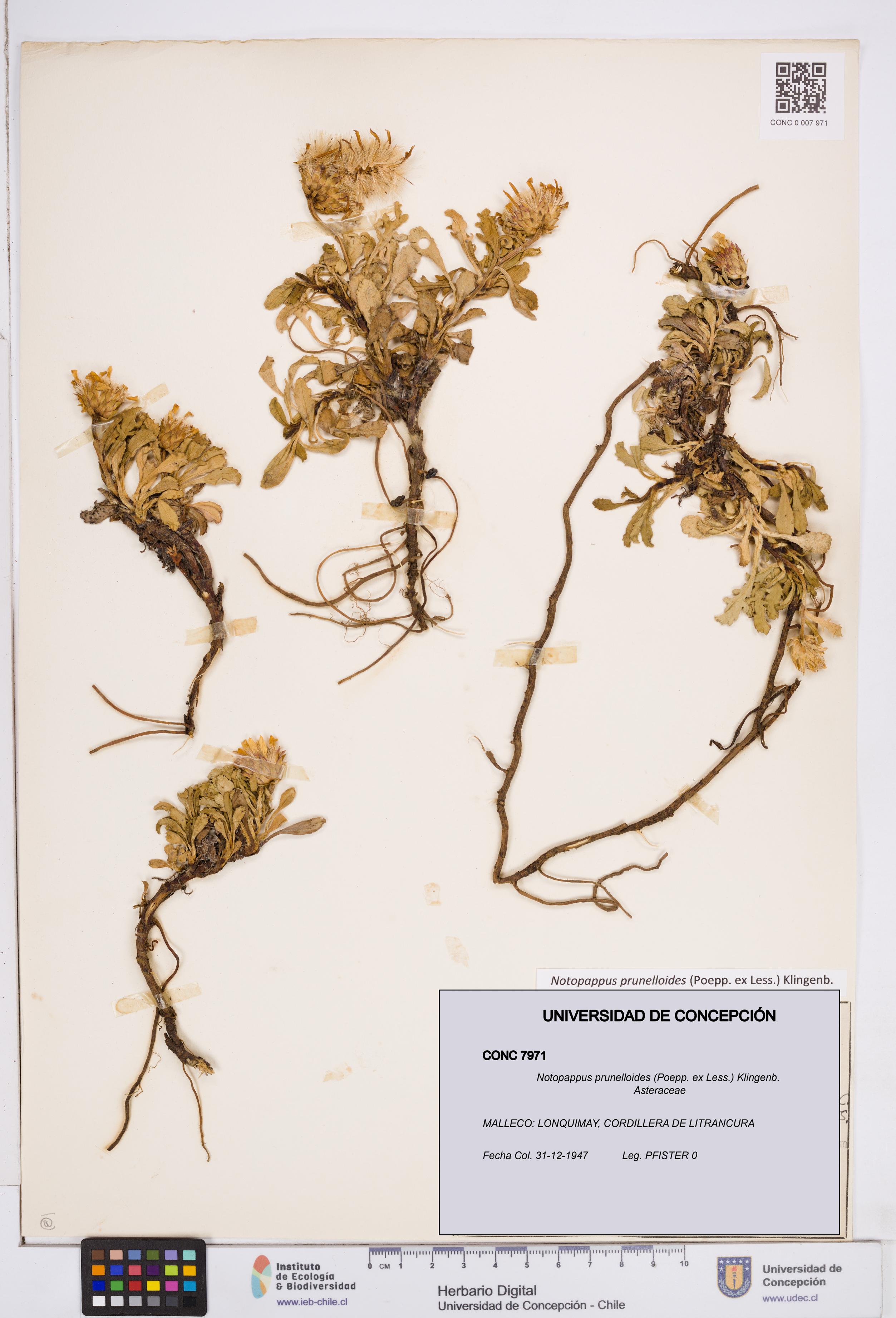 Notopappus prunelloides [Espécimen: ]